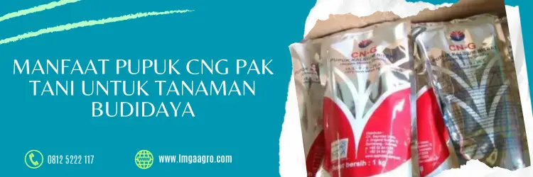 cng pak tani, kalsium cng, manfaat pupuk kalsium, cara aplikasi pupuk kalsium nitrat, LMGA AGRO