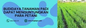 penggerek batang padi, insektisida yang ampuh untuk penggerek batang padi, insektisida penggerek batang padi, cara mengatasi ulat penggerek batang pada tanaman padi, LMGA AGRO