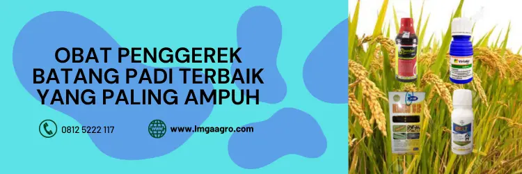 penggerek batang padi, insektisida yang ampuh untuk penggerek batang padi, insektisida penggerek batang padi, cara mengatasi ulat penggerek batang pada tanaman padi, LMGA AGRO