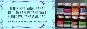 zpt super gib, super gib, pupuk zpt terbaik, zpt terbaik untuk padi, LMGA AGRO