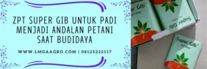 zpt super gib, super gib, pupuk zpt terbaik, zpt terbaik untuk padi, LMGA AGRO