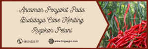 Budidaya cabe, obat cabe keriting di musim hujan, tanaman cabe, hama cabe, hama cabai, LMGA AGRO