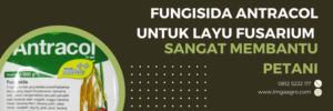 Layu fusarium, fusarium, budidaya tanaman, budidaya sayur, antracol untuk layu fusarium, lmga agro