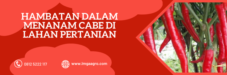 Budidaya cabe, mengatasi layu cabe musim hujan, tanaman cabe, layu fusarium, obat layu bakteri, LMGA AGRO