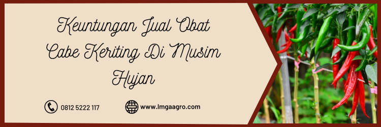 Budidaya cabe, obat cabe keriting di musim hujan, tanaman cabe, hama cabe, hama cabai, LMGA AGRO