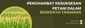 Budidaya tanaman, fungisida adalah, fungisida sistemik terbaik, bahan aktif fungisida untuk layu fusarium, penyakit pada tanaman, LMGA AGRO