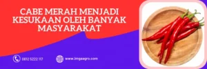 bibit cabai besar paling bagus, cabe merah, bibit cabe merah, bibit cabe merah besar yang bagus, LMGA AGRO