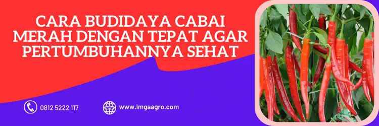 bibit cabai besar paling bagus, cabe merah, bibit cabe merah, bibit cabe merah besar yang bagus, LMGA AGRO