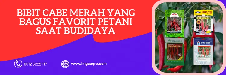 bibit cabai besar paling bagus, cabe merah, bibit cabe merah, bibit cabe merah besar yang bagus, LMGA AGRO