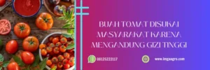 bibit tomat unggul, benih tomat terbaik, bibit tomat yg paling bagus, bibit tomat dataran tinggi, LMGA AGRO