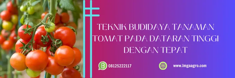 Jual Bibit Tomat Unggul Dataran Tinggi Tahan Penyakit Andalan Petani | LMGA AGRO bibit tomat unggul, benih tomat terbaik, bibit tomat yg paling bagus, bibit tomat dataran tinggi, LMGA AGRO