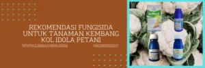 tanaman kembang kol, pohon kembang kol, fungisida untuk bunga kol, fungisida tanaman kembang kol, LMGA AGRO