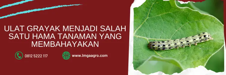 insektisida sistemik untuk ulat, bahan aktif insektisida untuk ulat grayak, pestisida untuk ulat grayaka, insektisida untuk ulat grayak, LMGA AGRO