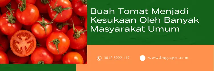insektisida untuk tomat, insektisida untuk tanaman tomat, insektisida terbaik, hama tomat, LMGA AGRO