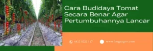 insektisida untuk tomat, insektisida untuk tanaman tomat, insektisida terbaik, hama tomat, LMGA AGRO