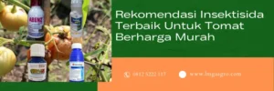 insektisida untuk tomat, insektisida untuk tanaman tomat, insektisida terbaik, hama tomat, LMGA AGRO