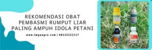 obat rumput liar, pembasmi rumput liar, obat rumput paling ampuh, obat rumput liar paling ampuh, LMGA AGRO