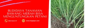 racun ulat, obat ulat bawang merah yang paling ampuh, insektisida untuk ulat grayak pada bawang merah, racun ulat untuk bawang merah, LMGA AGRO