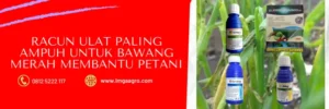 racun ulat, obat ulat bawang merah yang paling ampuh, insektisida untuk ulat grayak pada bawang merah, racun ulat untuk bawang merah, LMGA AGRO