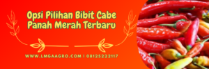 Bibit cabe panah merah terbaru, tanaman cabe, cara menanam cabe, budidaya cabe, hama cabe