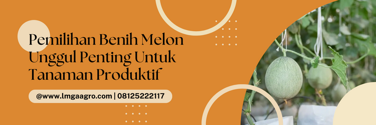 Cara menanam melon, benih melon, tanaman buah melon, pohon melon masih kecil, jenis jenis melon, LMGA AGRO