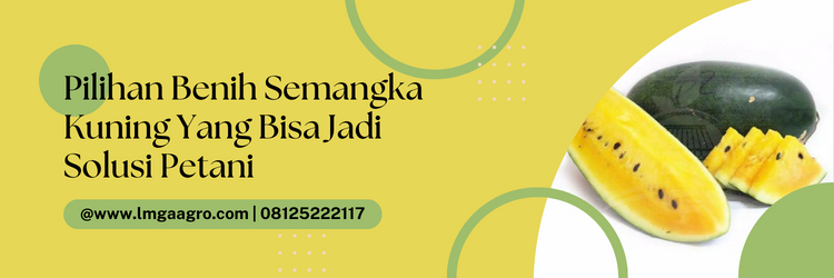 Jenis jenis semangka, pohon semangka kuning, pohon semangka inul, cara membuat buah semangka besar, umur panen semangka, Lmga Agro