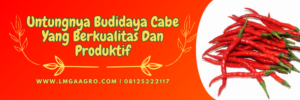 Bibit cabe panah merah terbaru, tanaman cabe, cara menanam cabe, budidaya cabe, hama cabe