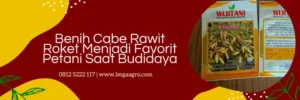 bibit cabai rawit, bibit cabe roket, bibit cabe rawit roket, benih cabai rawit roket, LMGA AGRO