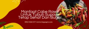 bibit cabai rawit, bibit cabe roket, bibit cabe rawit roket, benih cabai rawit roket, LMGA AGRO