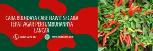 bibit cabe rawit unggul, bibit cabe rawit, bibit cabe rawit yang bagus, merek bibit cabe rawit yang bagus, LMGA AGRO