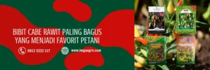 bibit cabe rawit unggul, bibit cabe rawit, bibit cabe rawit yang bagus, merek bibit cabe rawit yang bagus, LMGA AGRO