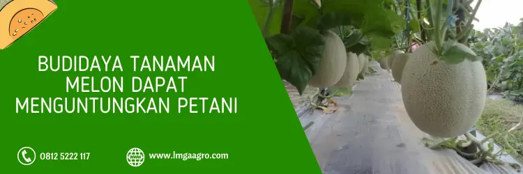 bibit melon, melon noni, benih melon noni, bibit melon terbaik, LMGA AGRO