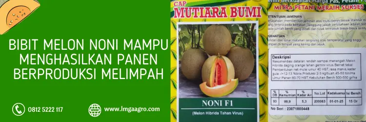 bibit melon, melon noni, benih melon noni, bibit melon terbaik, LMGA AGRO