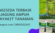 fungisida untuk jagung, fungisida untuk tanaman jagung, fungisida terbaik, fungisida dan zpt untuk jagung, LMGA AGRO