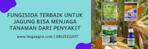 fungisida untuk jagung, fungisida untuk tanaman jagung, fungisida terbaik, fungisida dan zpt untuk jagung, LMGA AGRO