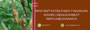 obat patek paling ampuh, fungisida anti patek, fungisida paling ampuh untuk antraknosa, fungisida untuk patek, LMGA AGRO