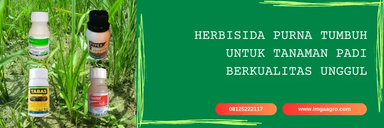 herbisida purna tumbuh, herbisida purna tumbuh untuk padi, herbisida untuk padi, herbisida terbaik untuk padi, LMGA AGRO