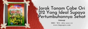jarak tanam cabe rawit, bibit cabe ori 212, jarak tanaman cabe rawit, benih cabe ori 212, LMGA AGRO