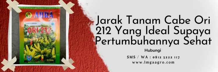 jarak tanam cabe rawit, bibit cabe ori 212, jarak tanaman cabe rawit, benih cabe ori 212, LMGA AGRO