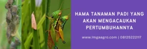 obat hama padi paling ampuh, racun hama padi paling ampuh, obat pembasmi hama padi, obat hama tanaman padi, LMGA AGRO