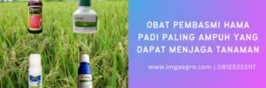 obat hama padi paling ampuh, racun hama padi paling ampuh, obat pembasmi hama padi, obat hama tanaman padi, LMGA AGRO