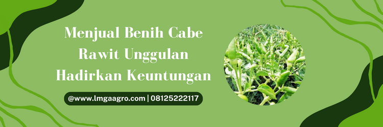 Tanam cabai, pohon cabe, tanaman cabe, bibit cabe rawit hijau yang bagus, jual bibit cabe rawit, lmga agro