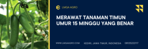 Tanaman timun umur 15 hari, budidaya timun, budidaya timun, pohon mentimun, menanam timun, LMGA AGRO