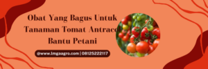 Tanam tomat, budidaya tomat, obat yang bagus untuk tanaman tomat, penyakit tomat, penyakit pada tomat, lmga agro