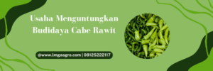 Tanam cabai, pohon cabe, tanaman cabe, bibit cabe rawit hijau yang bagus, jual bibit cabe rawit, lmga agro