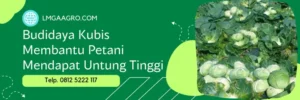 insektisida untuk kubis, insektisida untuk tanaman kubis, insektisida paling ampuh, obat insektisida paling ampuh, LMGA AGRO