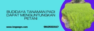 insektisida virtako, pestisida virtako, virtako untuk padi, dosis virtako untuk padi, LMGA AGRO