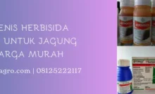 herbisida selektif untuk jagung, herbisida jagung, herbisida untuk jagung, herbisida selektif, LMGA AGRO