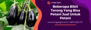 budidaya terong ungu, budidaya terong, cara menanam terong, terong hijau panjang, jual bibit terong terdekat, Lmga Agro