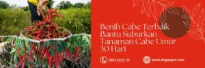 Cabe terpedas, cara tanam cabe, kebun cabe, tanaman cabe umur 30 hari, tanaman cabe keriting, Lmga Agro